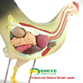 VETERINÁRIO POR ATACADO MODELO 12009 Medical Anatomical 8 Parts Chicken Model